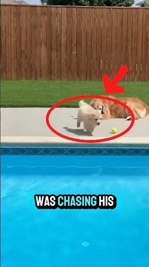 My 8-Week-Old Puppy Jumped in the Pool. He Couldn't Swim❤️‍🩹🥹 #shorts #dog