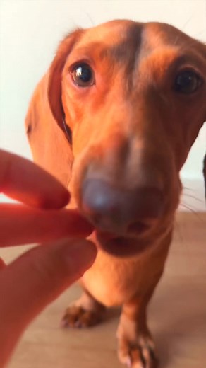 6K views · 94 reactions | Cookbook preorders end Aug 23. Get yours cause it’s a deal now.  DOG “JUNK” FOOD SERIES CHOWTOS 讀3 Egg whites 1 tsp Tapioca flour Seasonings 勺12 tsp Beet powder 燎1 t | thecedlife07 | Facebook