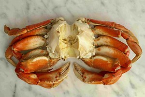 Can you eat the body of a snow crab? [2025] | QAQooking.wiki
