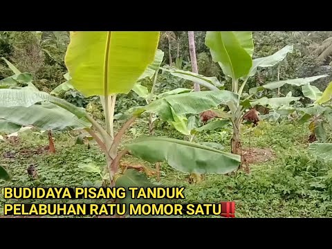 UPDATE BUDIDAYA PISANG TANDUK TERBAIK