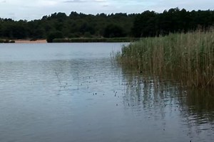 Frensham Great Pond, Farnham | Fishery Guide