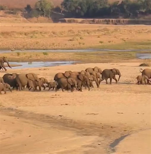 Big elephant herd on the move. It's incredible how matriarch elephant manages to lead and keep such an enormous herd of giants together! 🐘🐘🐘❤️ #elephant #elephants #elephantbaby #babyelephants #wildlifeconservation #saveelephants #elephantsafari #greattuskers #elephantlove #gamedrivesafari #elephantconservation | Wildfriends Africa