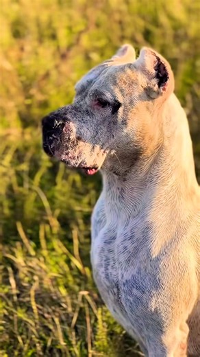 FEW UNDERSTAND THAT A DOGO…