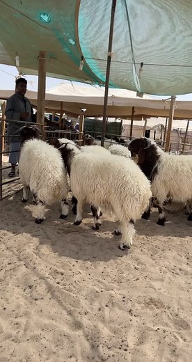 Sheep Interacting in a Farm Enclosure