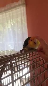 Parrot vomiting?