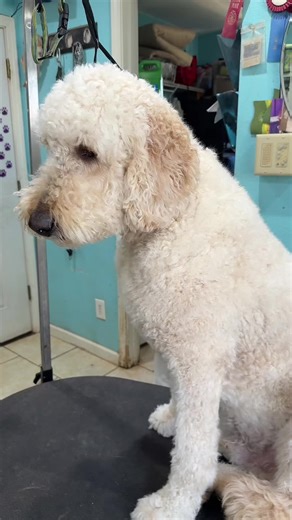 If you’ve ever wanted a pair of dog clippers, these are what you need. #doggroomingclippers #dogclippers #fuzzyfix #groomingclippers #doggrooming