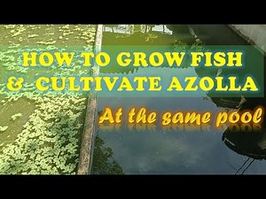 CULTIVATE AZOLLA MYCROPHYLLA ON A FISH POOL / FISH POND
