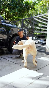 The Alibi Breed 😂 #alabai #superorawdogfood #pangmalakasansupero | Supero Dog Farm