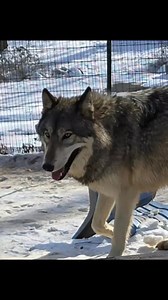 3.3K views · 149 reactions | Want to help us save wolves? Wolves are being killed in Idaho, Montana and Wyoming brutally at that. We also are watching California wolves as they are being threatened to take away protection. Help us help them 懶 | Guardians Of The Wolves | Facebook