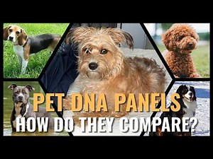 We Tested Both! Embark vs Wisdom Panel Dog DNA Comparison