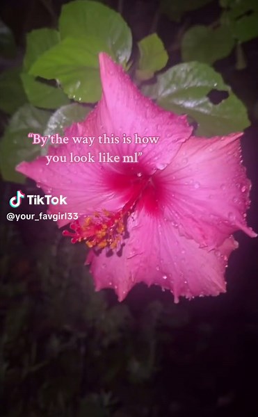 Beautiful Hibiscus Flower Wallpaper and Bouquet Ideas
