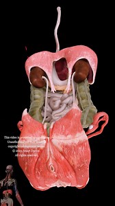 1.1M views · 7.1K reactions | Fonctions essentielles des organes abdominaux . . . . #santé #médecine #anatomie #santéfeminine #utérus #ovaires #systèmeReproducteur #gynécologie #physiologie #bienêtre #prévention #reproduction #santémentale #éducation #femmes #hormones #cycleMenstruel #fertilité #gynecologie #santépublique | Smart Doctor en Français | Facebook