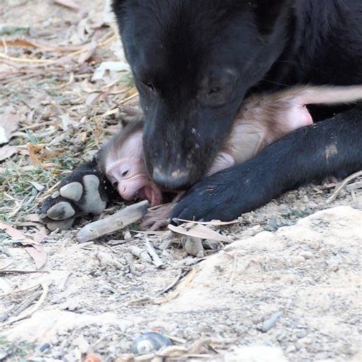 A dog viciously bit a monkey. | 99TH