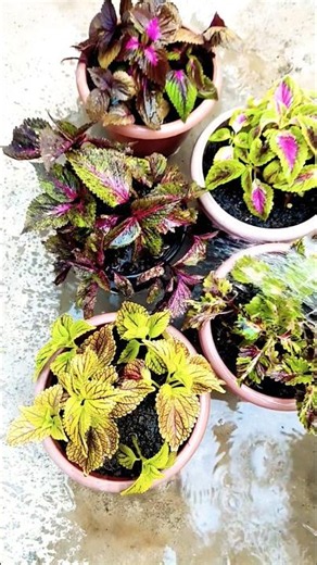 How to pruning And propagation Coleus plant From cutting #gardenplants