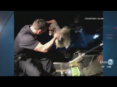 Big Island couple ordered to pay record fines for illegal aquarium fishing