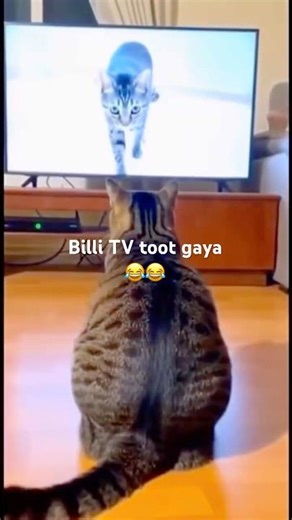 Billi ne toh TV hi tod diya! 😂🐈 #Shorts #FunnyCats