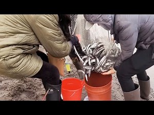Cowlitz River Smelt Dipping 2022 | Recreational Smelt Fishing Washington | Columbia River Smelts
