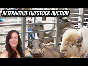 Behind-the-Scenes at the Alternative Livestock Auction: Must-See!