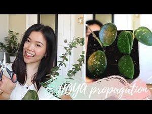 How to Propagate Hoya | My Hoya Propagation Box Setup