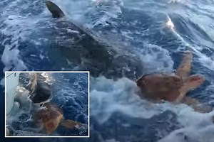 Shark bites into giant turtle as terrified animal tries to flee to boat