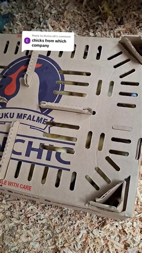 ✨ Turning Your Poultry Dream Into Reality! 🐣🔥 Start Your Kienyeji Journey Today! Raise your own improved Kienyeji chickens for meat or egg production. Reach out for quality, healthy, fast-growing chicks delivered to you! 📞 Call / SMS / WhatsApp — Number in Bio ✅ We Deliver Chicks That Are: ✓ Highly resistant to diseases ✓ Early maturing (4 months) ✓ Excellent meat & egg producers ✓ Perfect for free-range rearing ✓ Guaranteed value for your money 🐓 Available Breeds: – Kari – Sasso – Kenbro – 