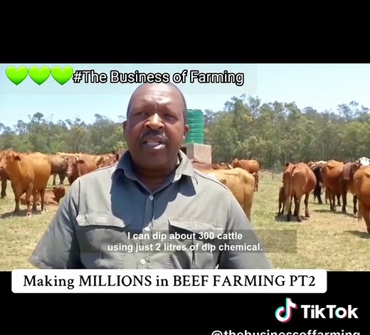 The Business of Farming on TikTok