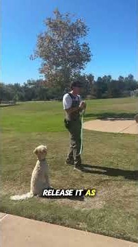 The Secret to Fixing Leash Reactivity