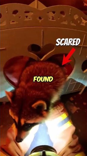 Firefighter Rescue A Raccoon From Fire But His Dog Doesn't Survive!
