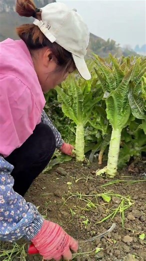 Title (English): 2022 New Farmers Plan: From Dawn to Dusk, Harvesting Dreams