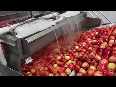 Touring an Apple Packing Facility | How Do they do it
