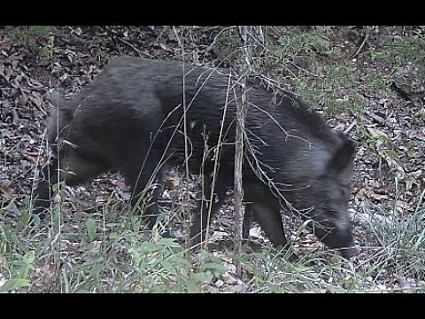 Feral Hog Hunt in the Missouri hills.