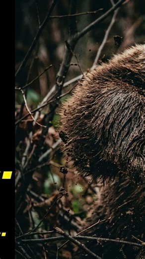 Toni Smith Survived a Bear Attack in Haines, Alaska #truebearattacks #bearattackstories