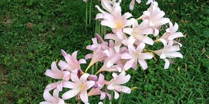 EARLY SPRING? Flowers begin blooming in the Ozarks