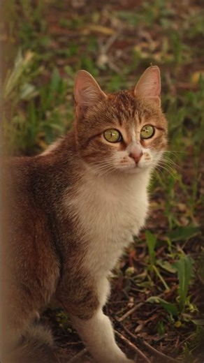 Why Your Cat SHOULD NOT Eat Table Food! 🐈
