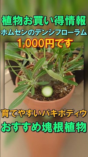 [Pruning Tuberous Plants] Pruning Pachypodium densiflorum (Adenium arabicum) - Hard Pruning, Succ...
