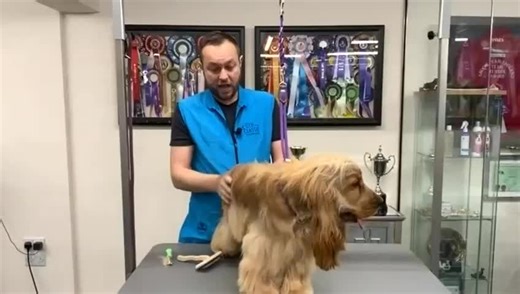 🎄🤶🎄 25 DAYS OF CHRISTMAS (25 days of grooming snip-its, tips and insights) 🎄🤶 🎄 👉 DAY 8 - Mike introduces you to 'Puppy Coats' 🔥🔥 🐶 🥇 FROM FLUFF TO FABULOUS - 'Puppy To Adult Grooming With Confidence' is part of Mike Wildman's Cocker Spaniel Grooming Masterclass package which is now available in our very festive special offer which includes FREE BANDED COMB and FREE WORLDWIDE SHIPPING 🚀🚀. Check it out below👇 👇 👇 https://classiedoggrooming.clickfunnels.com/complete-video-training-