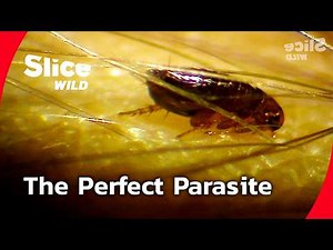 The Flea – Nature’s Most Resilient Survivor I FULL DOC | SLICE WILD