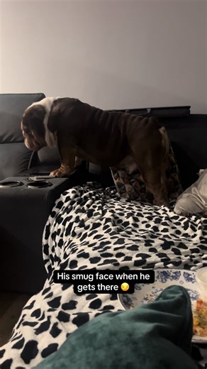 Gary the Bulldog's Hilarious Sofa Journey
