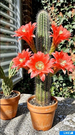 Cactus Bloom Time-Lapse: Opuntia vs Cleistocactus Flower Battle