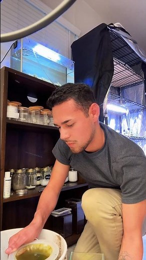 How to collect tadpole shrimp eggs