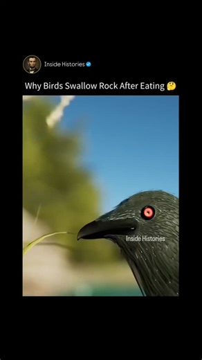 Inside Histories on Instagram: "Follow(us) @insidehistories Read Caption 👇 At first glance, seeing a bird swallow rocks might look like a mistake, but this behavior is actually a brilliant evolutionary adaptation essential for their survival. Because birds lack teeth, they cannot chew or masticate their food to break it down before swallowing it whole. To compensate for this, they intentionally ingest small pebbles and grit, scientifically known as gastroliths. These stones travel down the dige