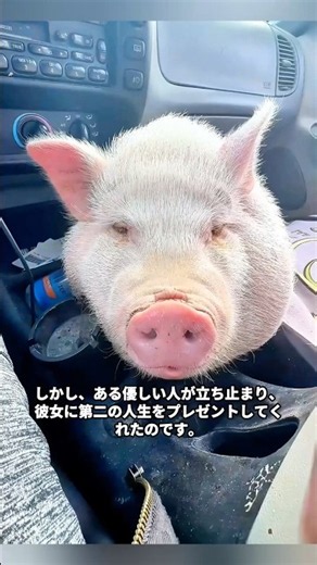 【涙腺崩壊】トラックから転落した子豚の奇跡…第二の幸せな人生を手に入れるまで🥺❤️