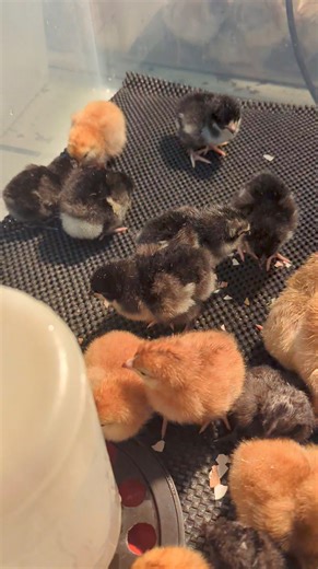 Fresh from the hatcher. Rhode Island red and black jersey giant chicks. Summerville West Hants Newport Nova Scotia | Cajun Creek Farm