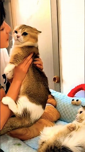 Cute Cats 😻 & Human Step by Step Kiss | Heartwarming Bond Moments ❤️