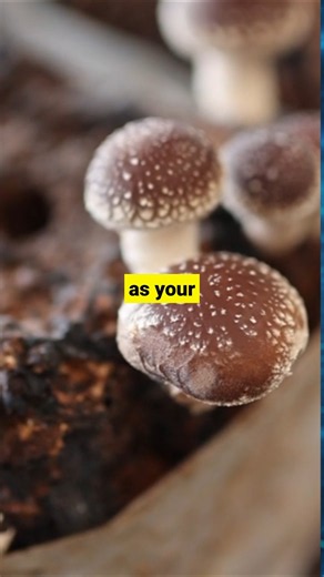 Shiitake Mushrooms: Your Body’s Ultimate Internal Firewall 🍄🛡️