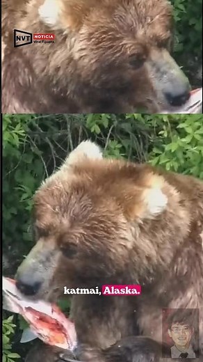 #Alaska|#Katmai| ⛔️ BROWN BEAR eating salmon in summer at Katmai National Park, Alaska
