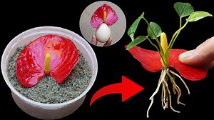 485K views · 7K reactions | WHAT Makes Anthurium Blooms EXPLODE with Vibrant Colors | Balcony & Garden | Facebook