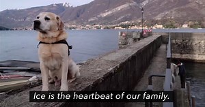 6 Dogs, 6 Stories Of Unconditional Love, Netflix ‘Dogumentary’ Is Live & Ready To Move You To Tears - ScoopWhoop