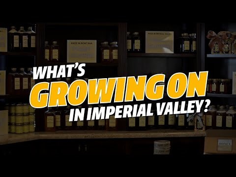 What's Growing on in Imperial Valley? Bees