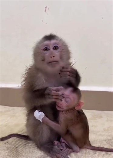Baby Monkeys' First Day at Their Forever Home